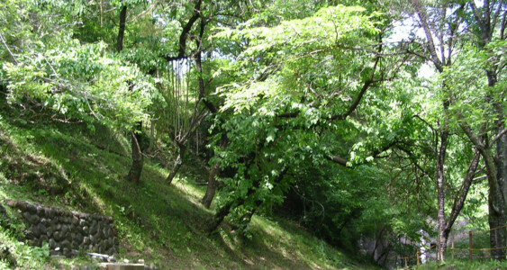 桐花園キャンプ場