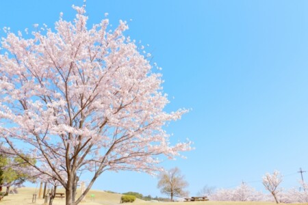 桜