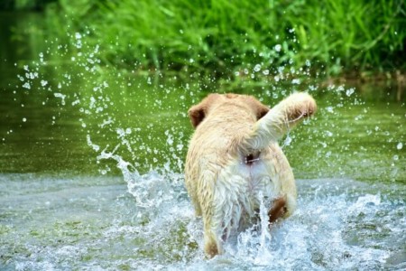 川と犬