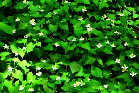 食べられる野草　ドクダミ