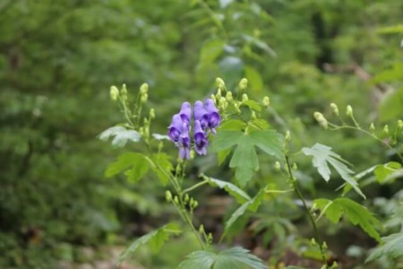 トリカブトの花