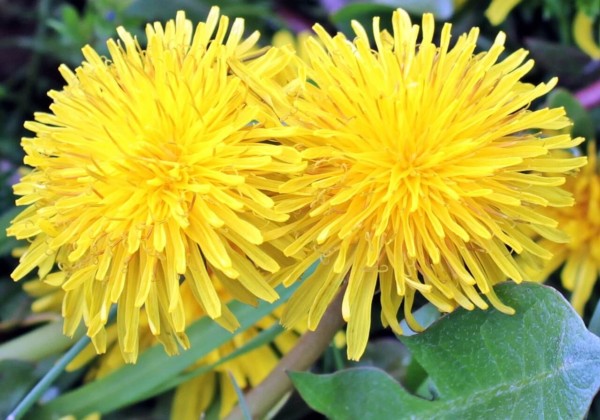 食べられる野草　タンポポ1