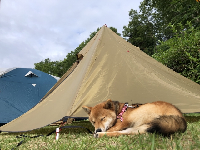 犬とテント