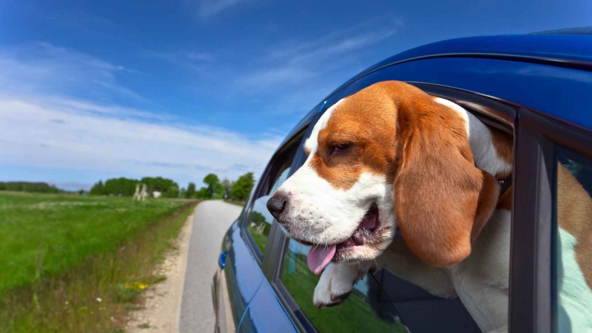 車と犬