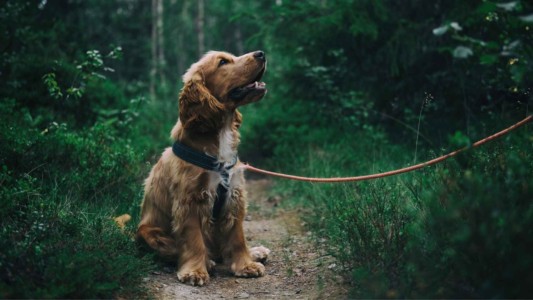 犬と自然