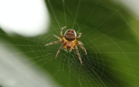 クモに刺されたまとめ