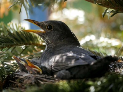 鳥の繁殖期