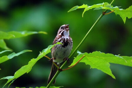 鳥を呼ぶ効果