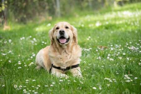 淡路島　グランピング　犬