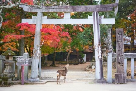 奈良　コテージ