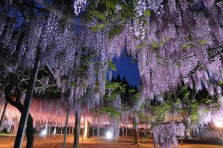 Wisteria-in-waki-park