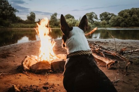 水辺のキャンプファイヤーの前に座っている犬