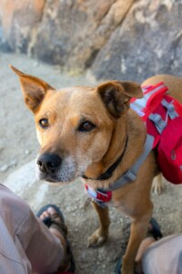 赤と白のスカーフが付いた犬