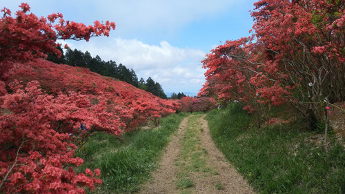 大和葛城山