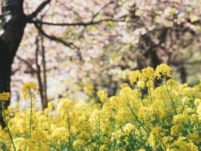 房総フラワーライン