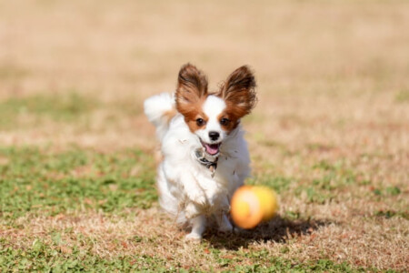 犬　走る