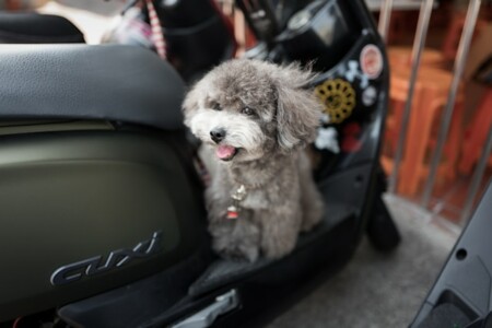 犬とバイク