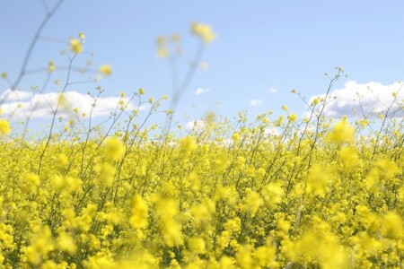 菜の花