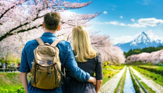 満開の桜を眺める男女カップル