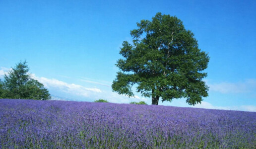 北海道キャンピングカーレンタル